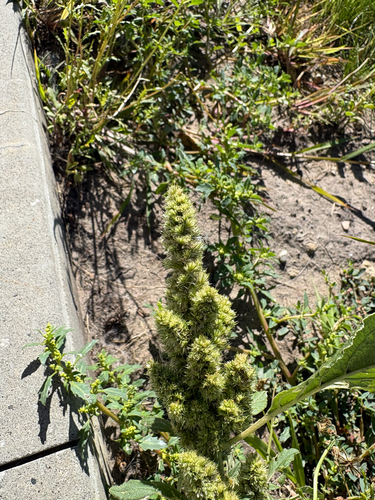 Redroot Amaranth