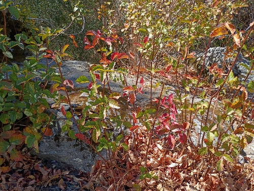 iNaturalist observation photo of Pacific poison oak