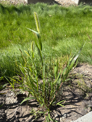 Green Bristle Grass
