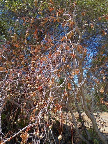 iNaturalist observation photo of California buckeye