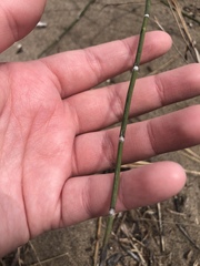 Equisetum × trachyodon