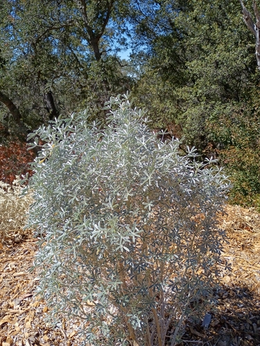 iNaturalist observation photo of Silver Bush Lupine