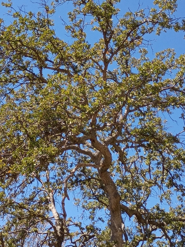 iNaturalist observation photo of blue oak