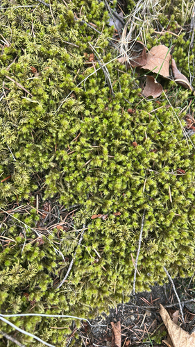 rough goose neck moss