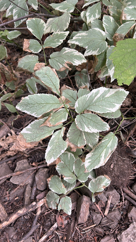 Goutweed