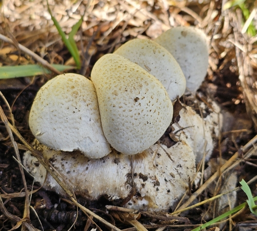 Psathyrella epimyces