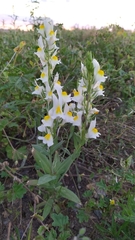 Linaria hirta