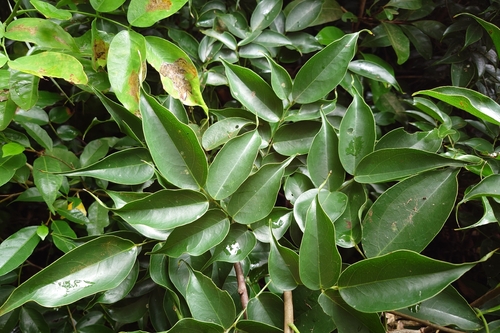 Rourea minor observed 2026-09-12
