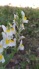 Linaria hirta