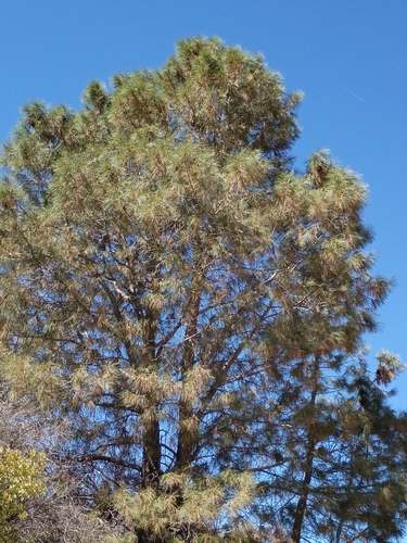 iNaturalist observation photo of gray pine