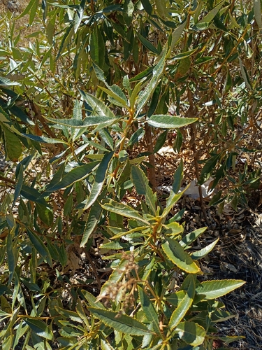 iNaturalist observation photo of yerba santa