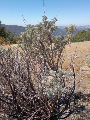 iNaturalist observation photo of Silver Bush Lupine