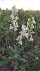 Linaria hirta