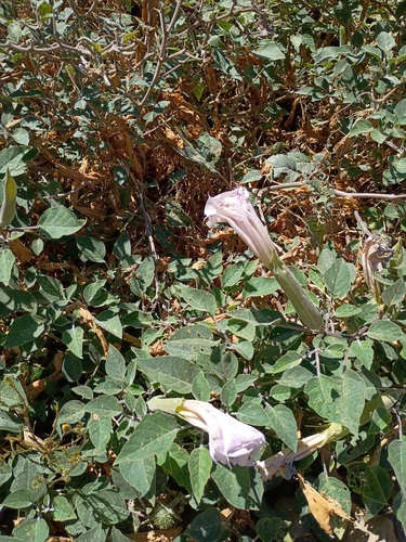 iNaturalist observation photo of jimsonweed