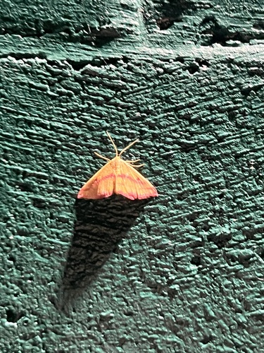 Chickweed Geometer Moth