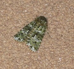Thalatha bryochlora