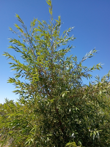 iNaturalist observation photo of red willow