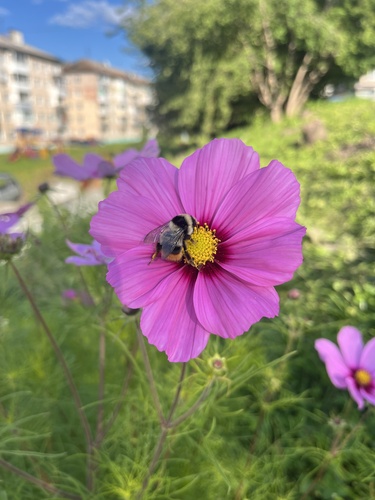 Sichel's Bumble Bee