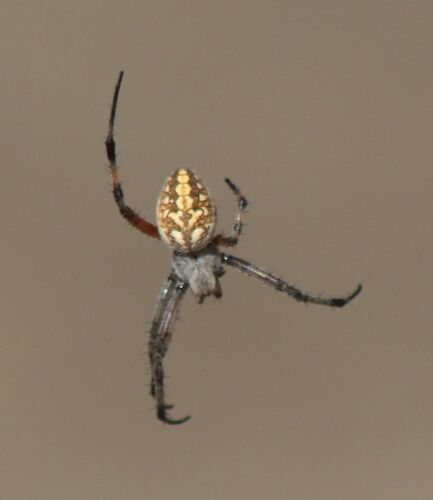Western Spotted Orbweaver