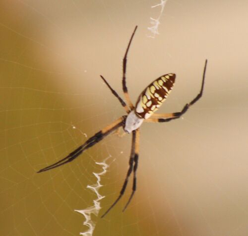 Yellow Garden Spider
