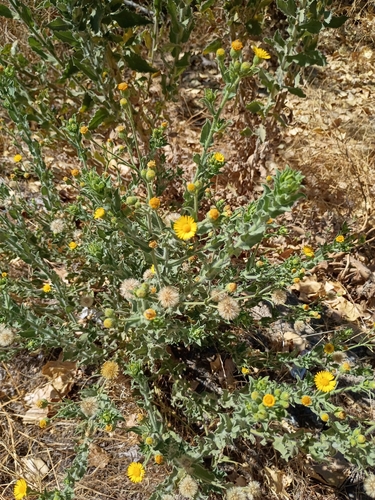 iNaturalist observation photo of False Goldenasters