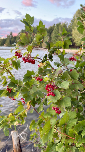 guelder-rose