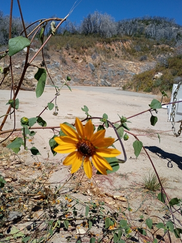 iNaturalist observation photo of sunflowers