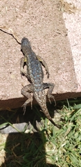 Sceloporus occidentalis