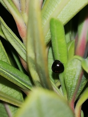 Chilocorus bipustulatus