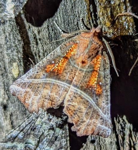 Herald Moth