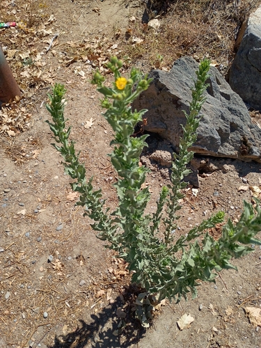 iNaturalist observation photo of False Goldenasters