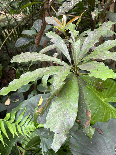 Machilus japonica observed 2026-09-12