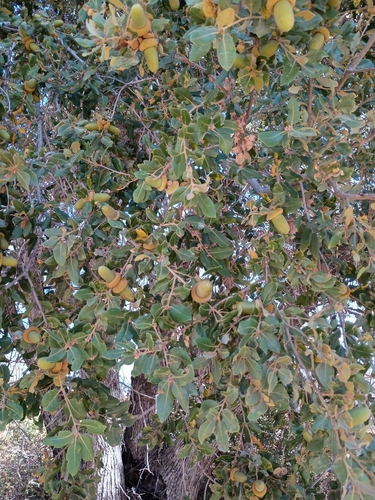 iNaturalist observation photo of oaks