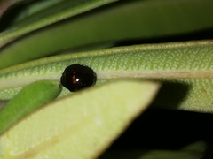 Chilocorus bipustulatus