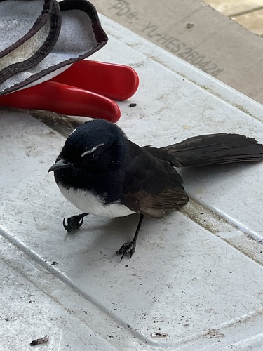 Willie Wagtail