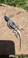 Sceloporus occidentalis