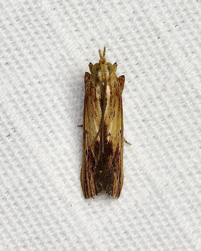 Ancylostomia stercorea