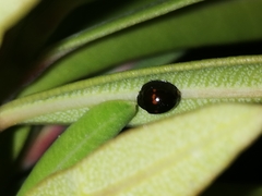 Chilocorus bipustulatus