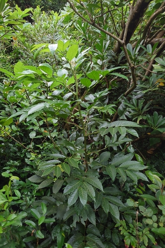 Leea philippinensis, photograph 1