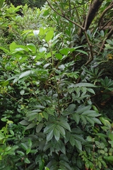 Leea philippinensis