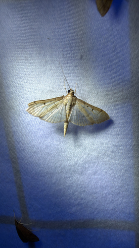 Southern Beet Webworm Moth