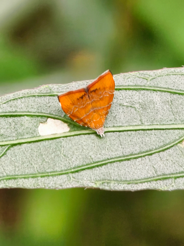 Choreutis achyrodes