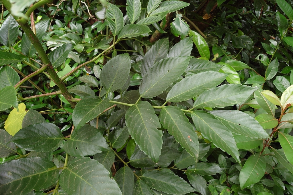 Leea philippinensis; photograph (c) 如此甚好, some rights reserved (CC BY)