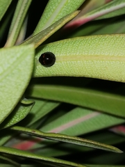 Chilocorus bipustulatus