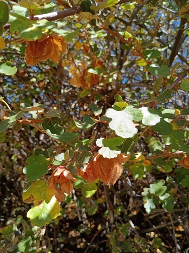 iNaturalist observation photo of flowering plants