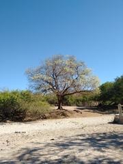Nahuatlea arborescens