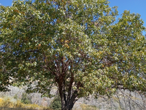 iNaturalist observation photo of black oak