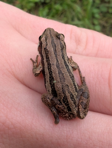 Boreal Chorus Frog
