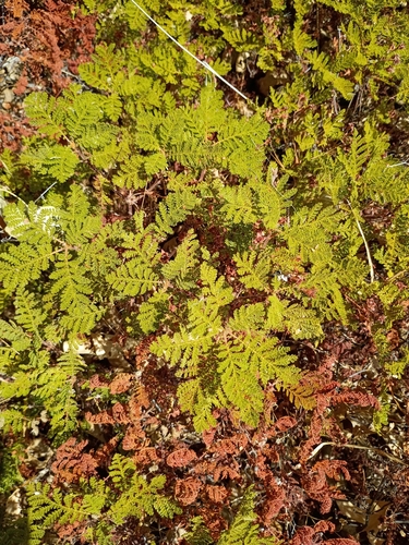 iNaturalist observation photo of Mountain Misery