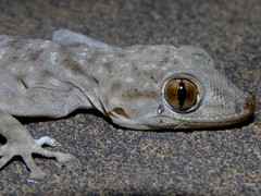 Ptyodactylus oudrii